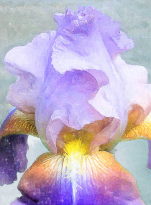 Iris