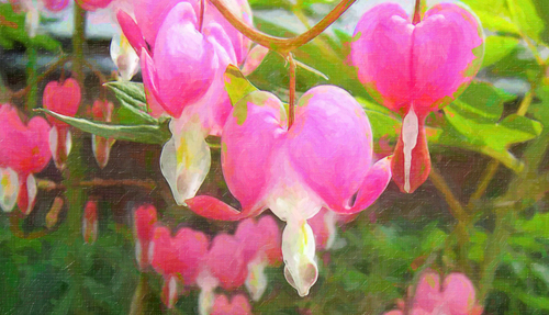 Bleeding Heart